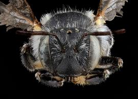   Anthidium dammersi  female face, photo: Tevan Brady 
